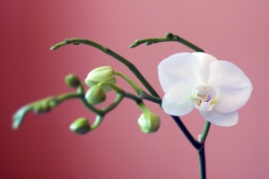 Zrób zdjęcie i wygraj iPada