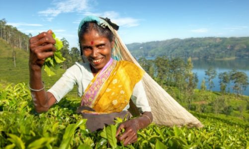 Wakacyjne podróże z marką Akbar – co kryje Sri Lanka?