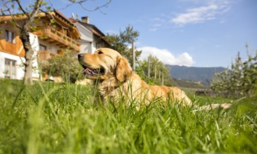Gospodarstwa agroturystyczne Roter Hahn – wakacje z czworonogiem w sercu Alp