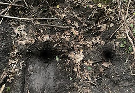 Właz w Mamerkach już odkryty