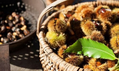 Sezon na młode wino i kasztany w gospodarstwach Roter Hahn