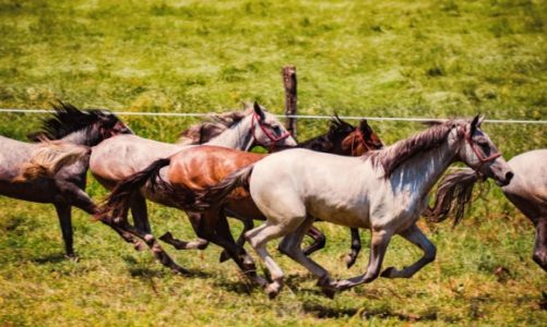 Slawonia – złota brama Chorwacji