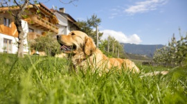 Gospodarstwa agroturystyczne Roter Hahn – wakacje z czworonogiem w sercu Alp