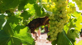 Polskie kierunki enoturystyczne