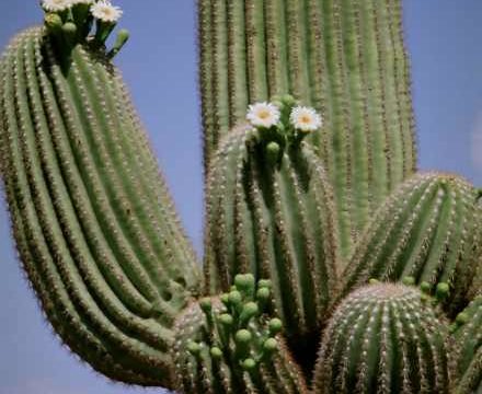 kaktus-Saguaro-C-LogosTourC-Bozena-Ostrowska